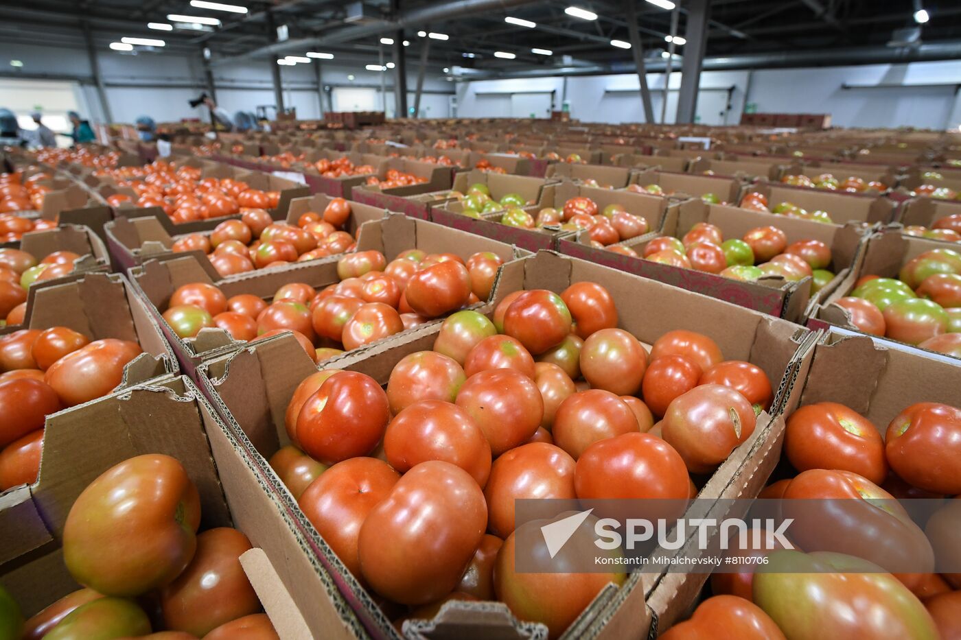 Russia Agriculture Greenhouse
