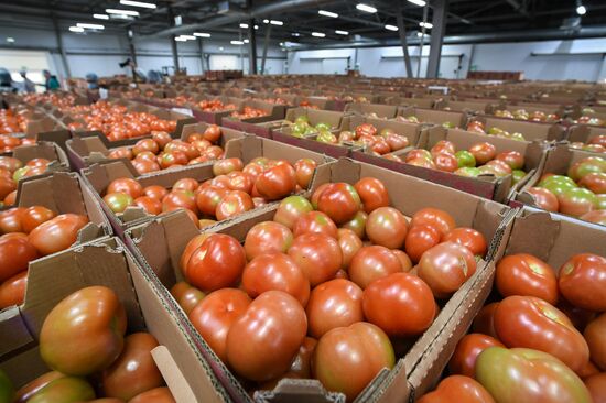 Russia Agriculture Greenhouse