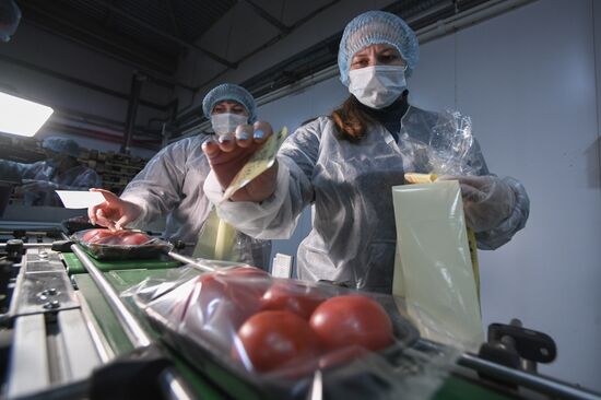 Russia Agriculture Greenhouse