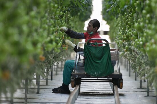 Russia Agriculture Greenhouse