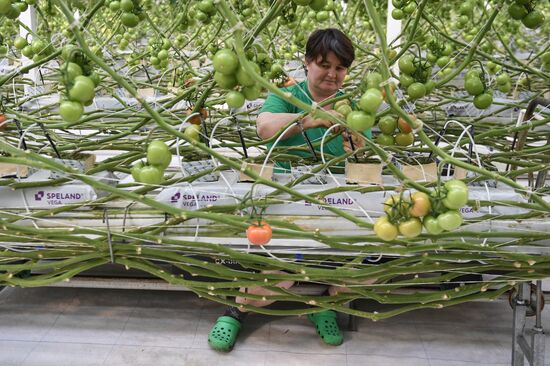 Russia Agriculture Greenhouse
