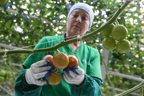 Russia Agriculture Greenhouse