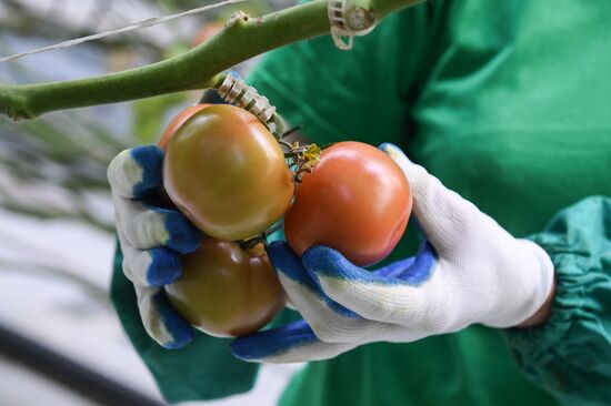 Russia Agriculture Greenhouse