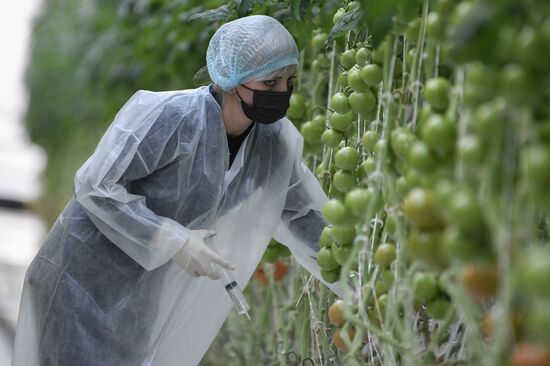 Russia Agriculture Greenhouse
