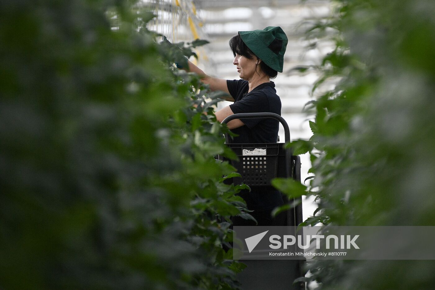 Russia Agriculture Greenhouse