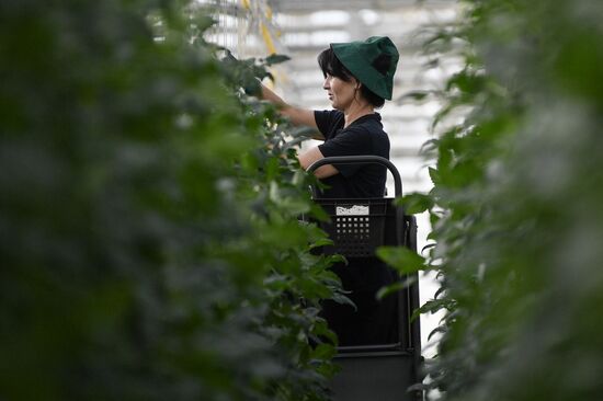 Russia Agriculture Greenhouse