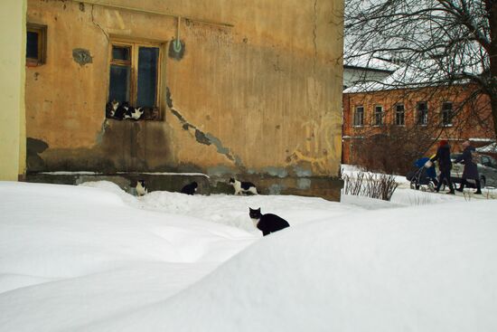 Cats on Tarusa street