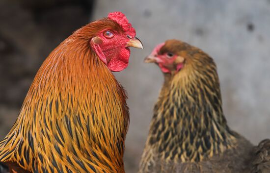 Russia Bird Flu