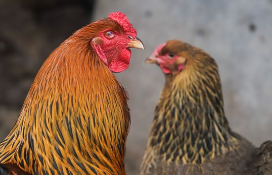 Russia Bird Flu