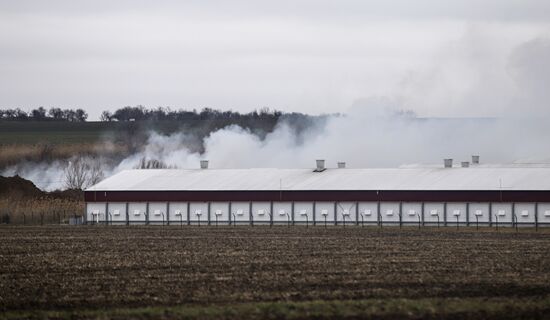 Russia Bird Flu