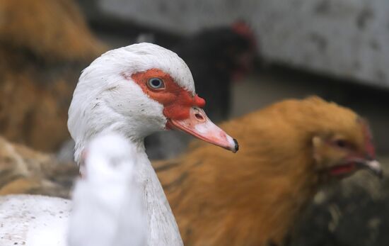 Russia Bird Flu