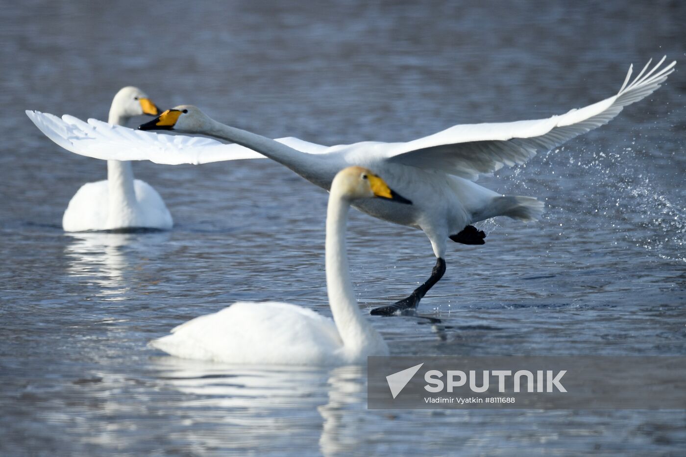 Russia Nature Reserve Swans