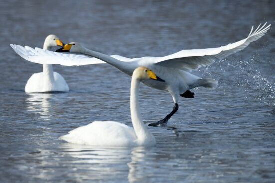 Russia Nature Reserve Swans