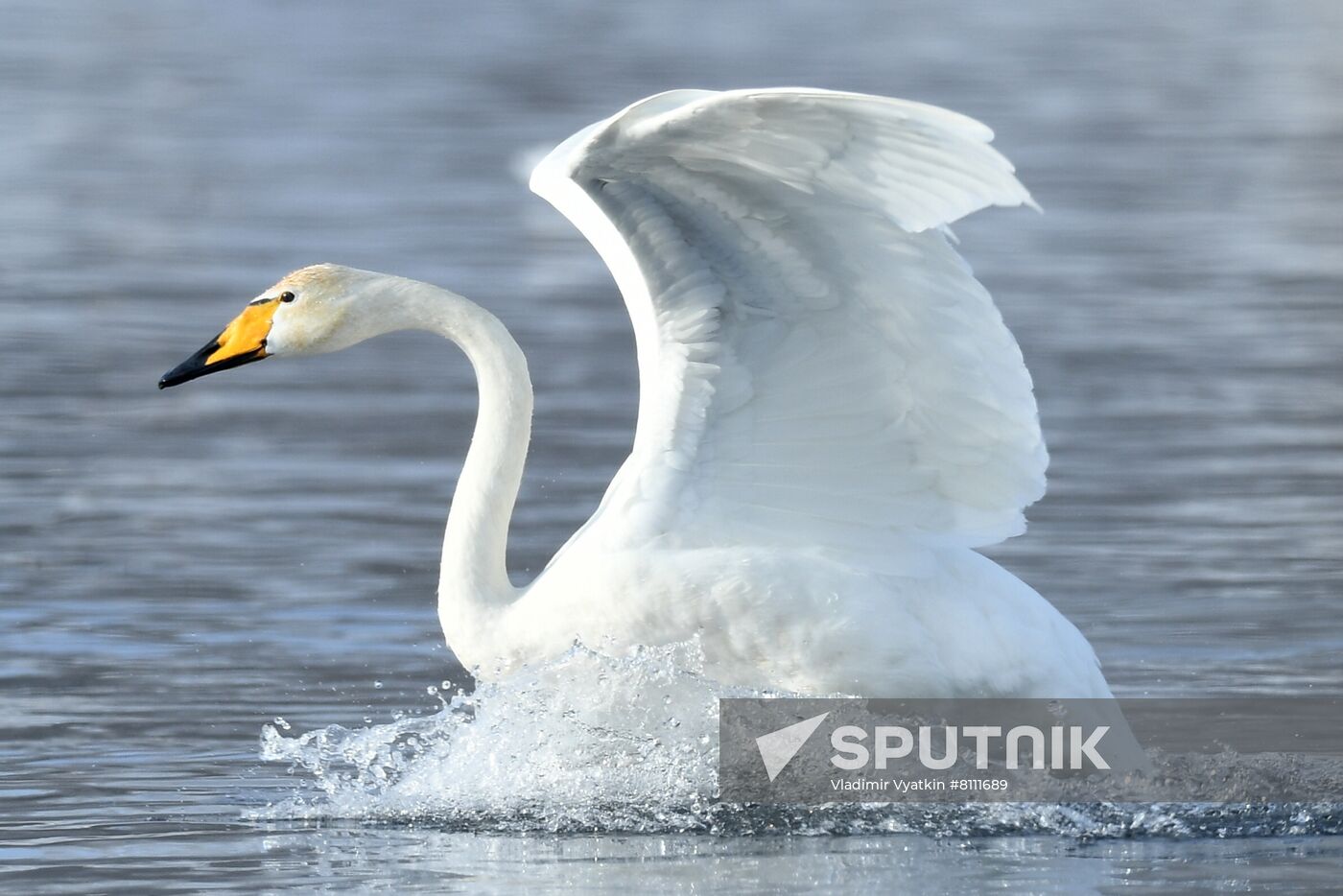 Russia Nature Reserve Swans