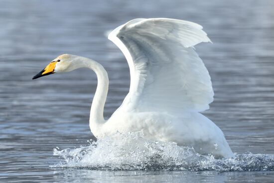 Russia Nature Reserve Swans