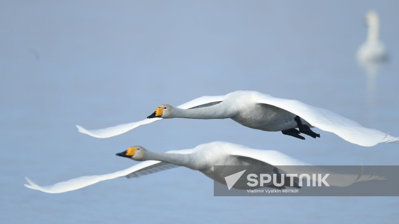 Russia Nature Reserve Swans