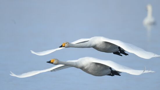 Russia Nature Reserve Swans