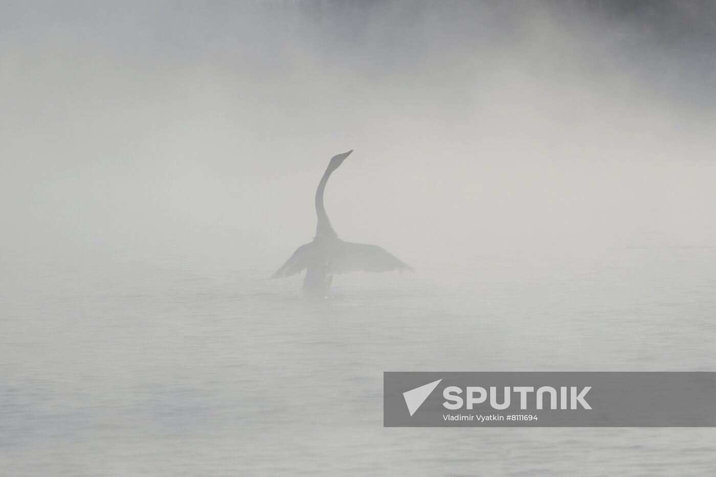 Russia Nature Reserve Swans