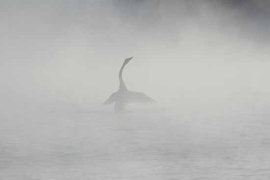 Russia Nature Reserve Swans