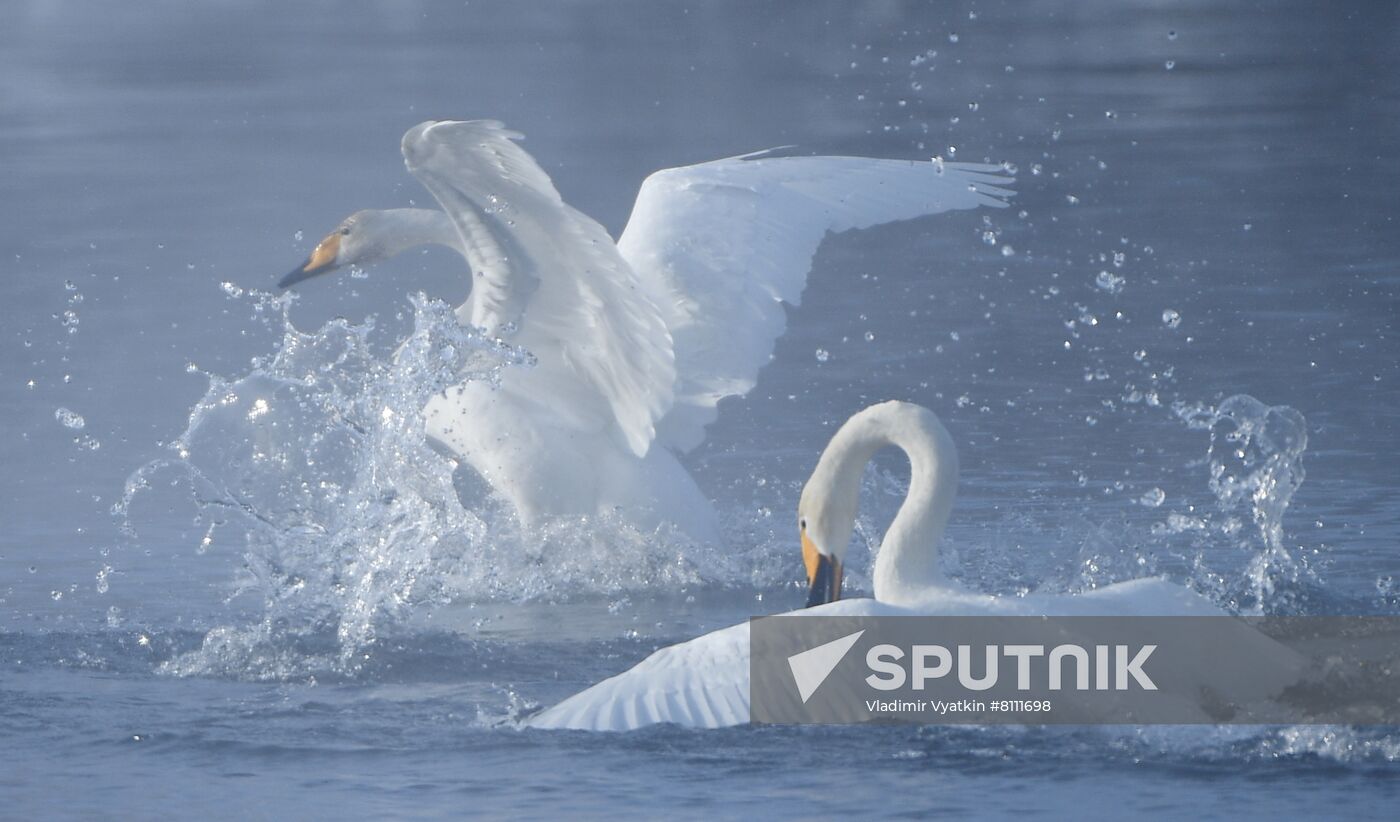 Russia Nature Reserve Swans