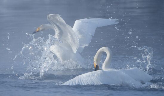 Russia Nature Reserve Swans