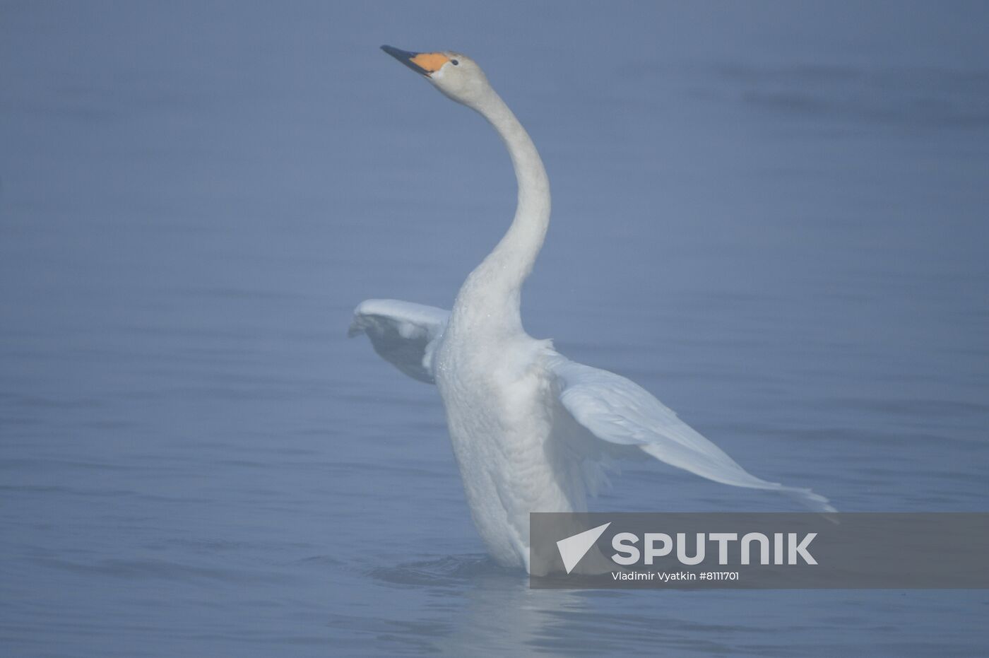 Russia Nature Reserve Swans