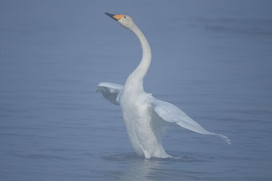 Russia Nature Reserve Swans