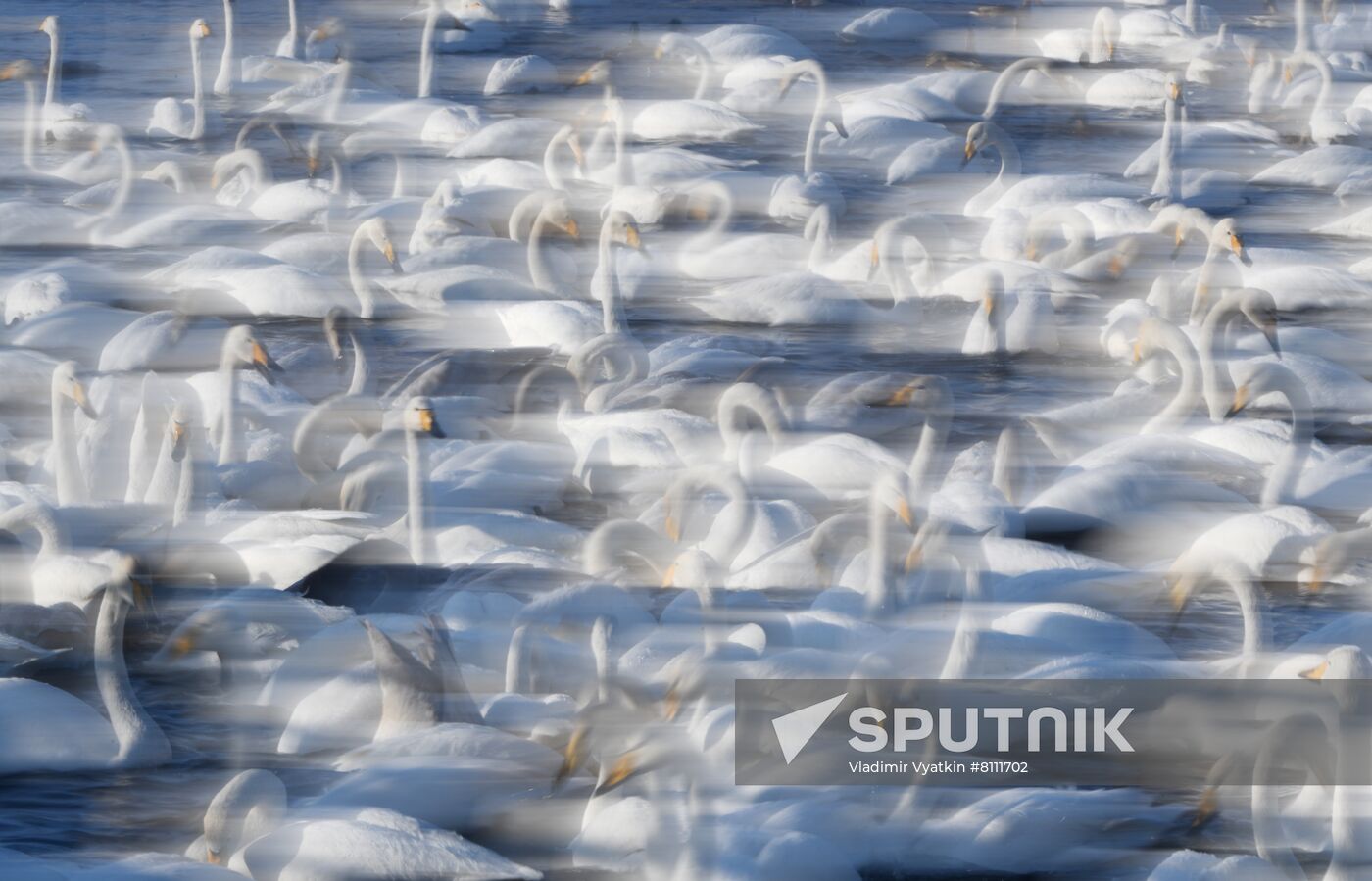 Russia Nature Reserve Swans