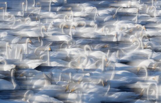 Russia Nature Reserve Swans