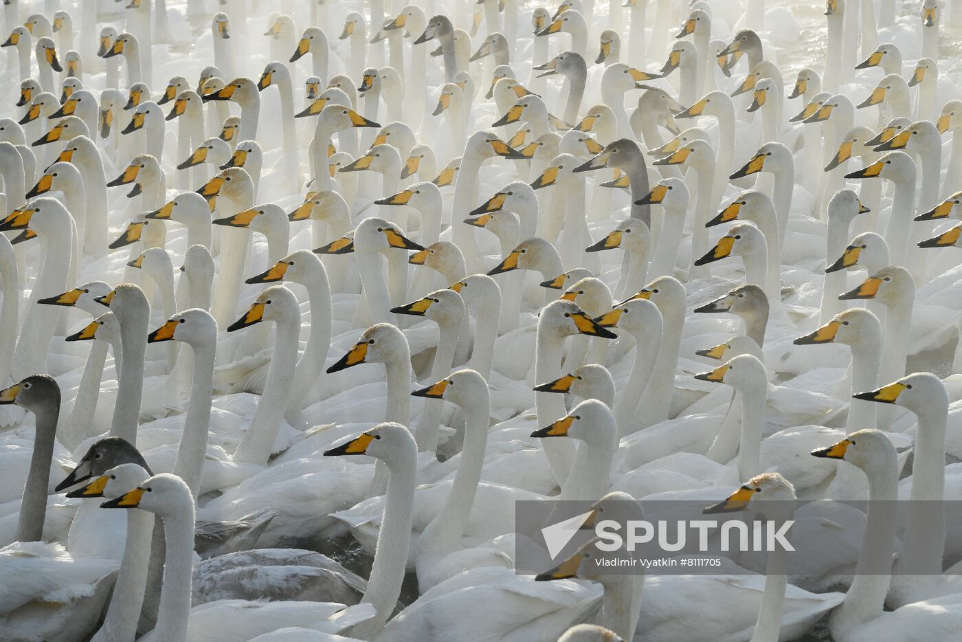 Russia Nature Reserve Swans