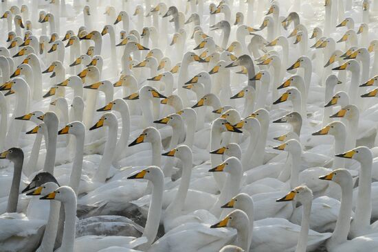 Russia Nature Reserve Swans