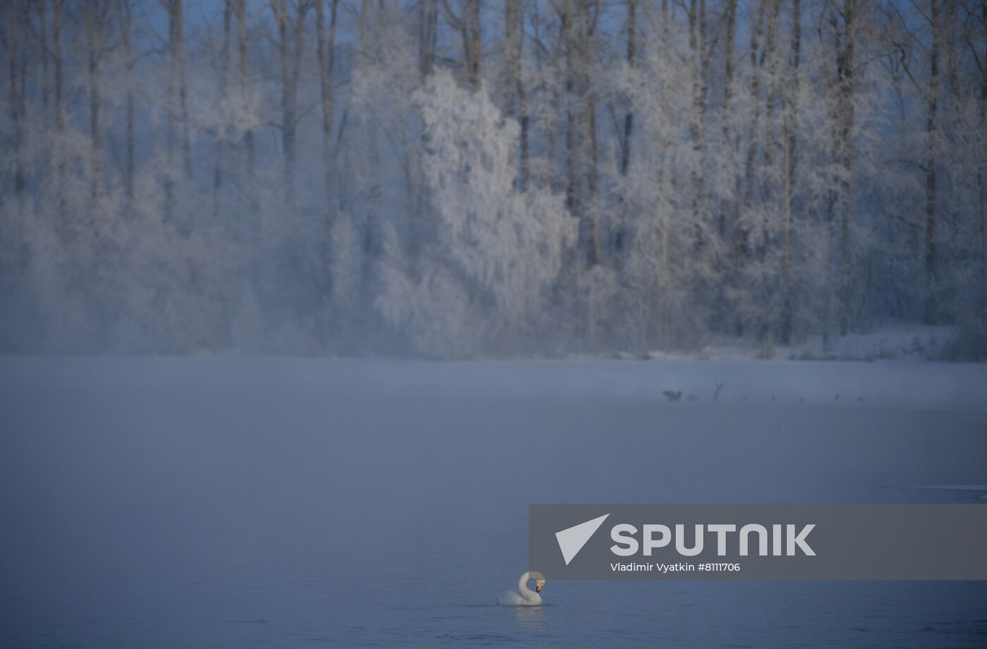 Russia Nature Reserve Swans