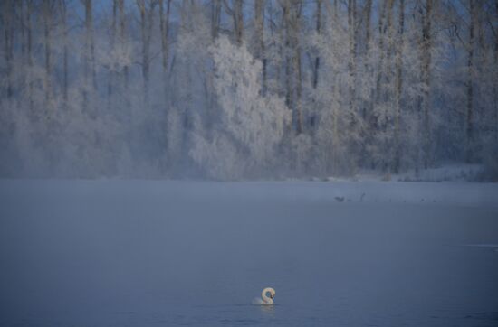 Russia Nature Reserve Swans