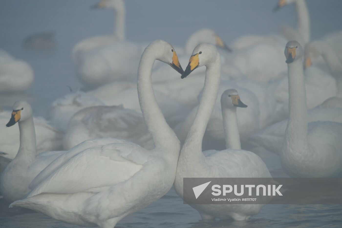 Russia Nature Reserve Swans