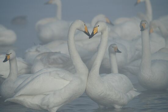 Russia Nature Reserve Swans