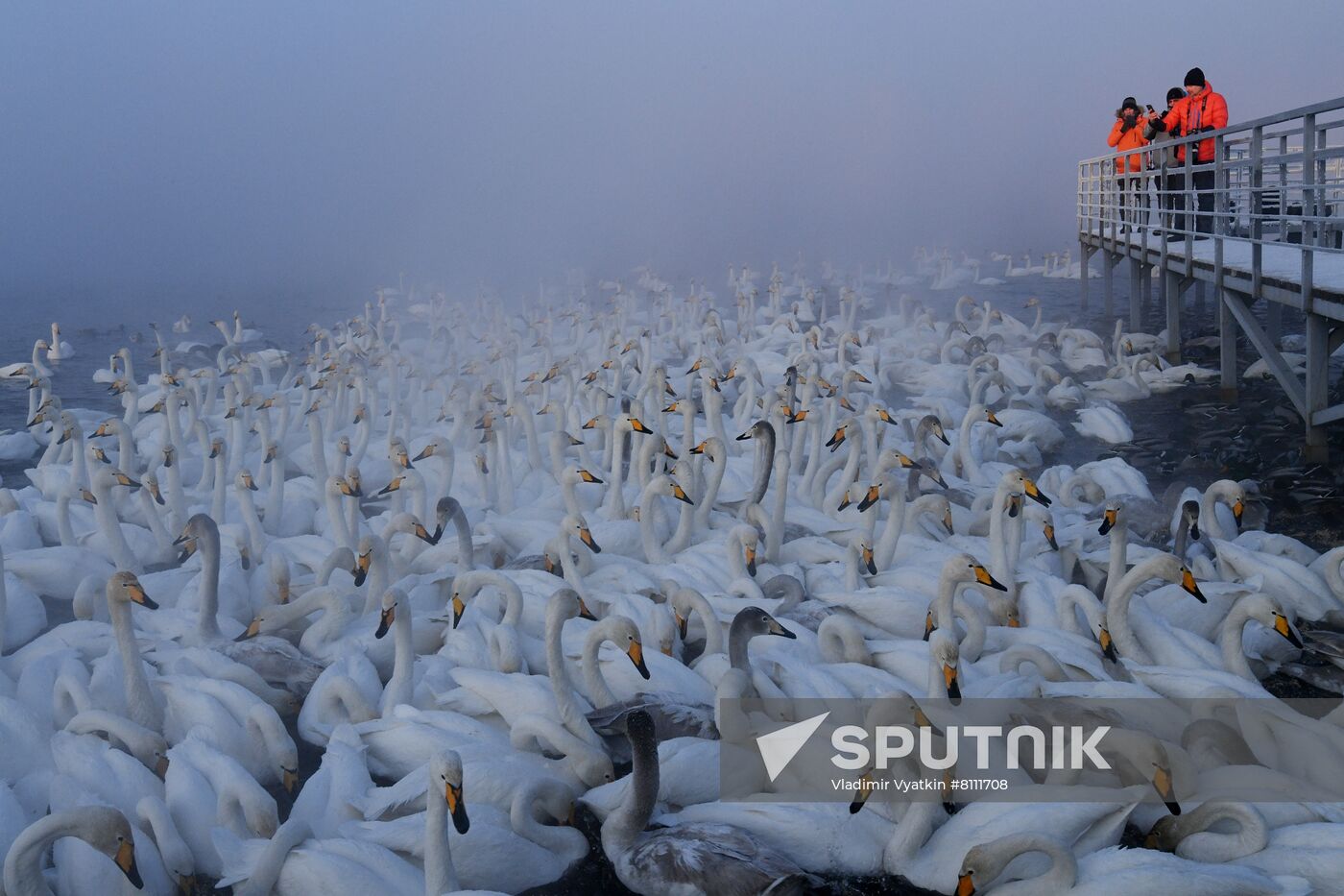 Russia Nature Reserve Swans