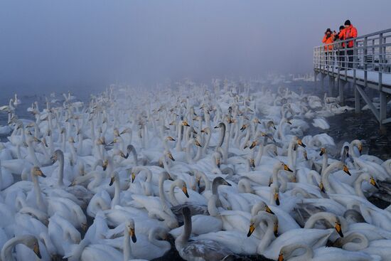 Russia Nature Reserve Swans