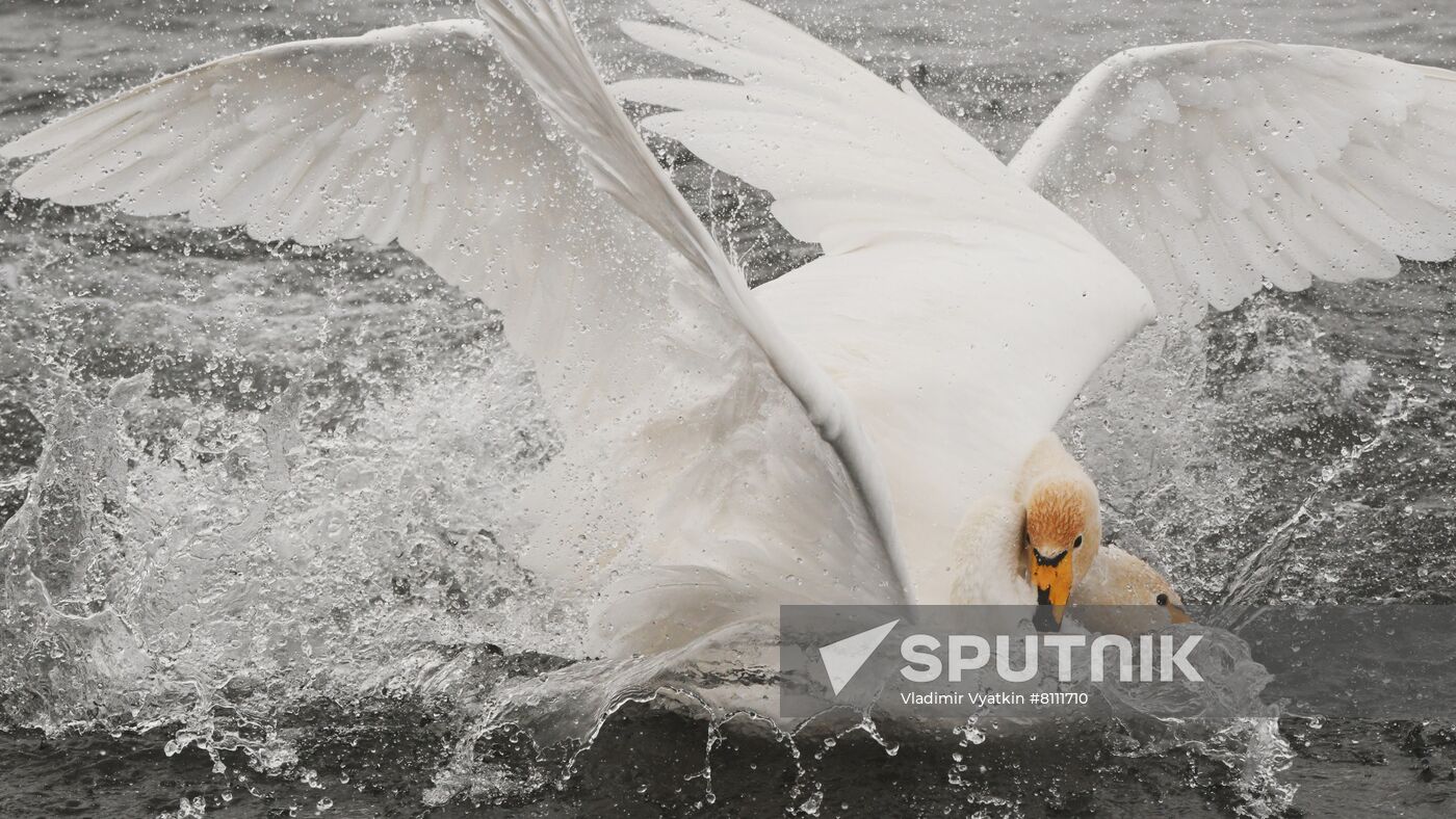 Russia Nature Reserve Swans