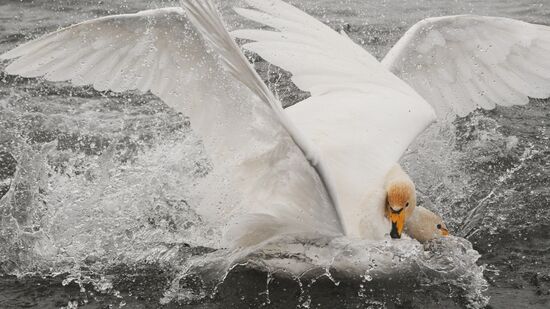 Russia Nature Reserve Swans