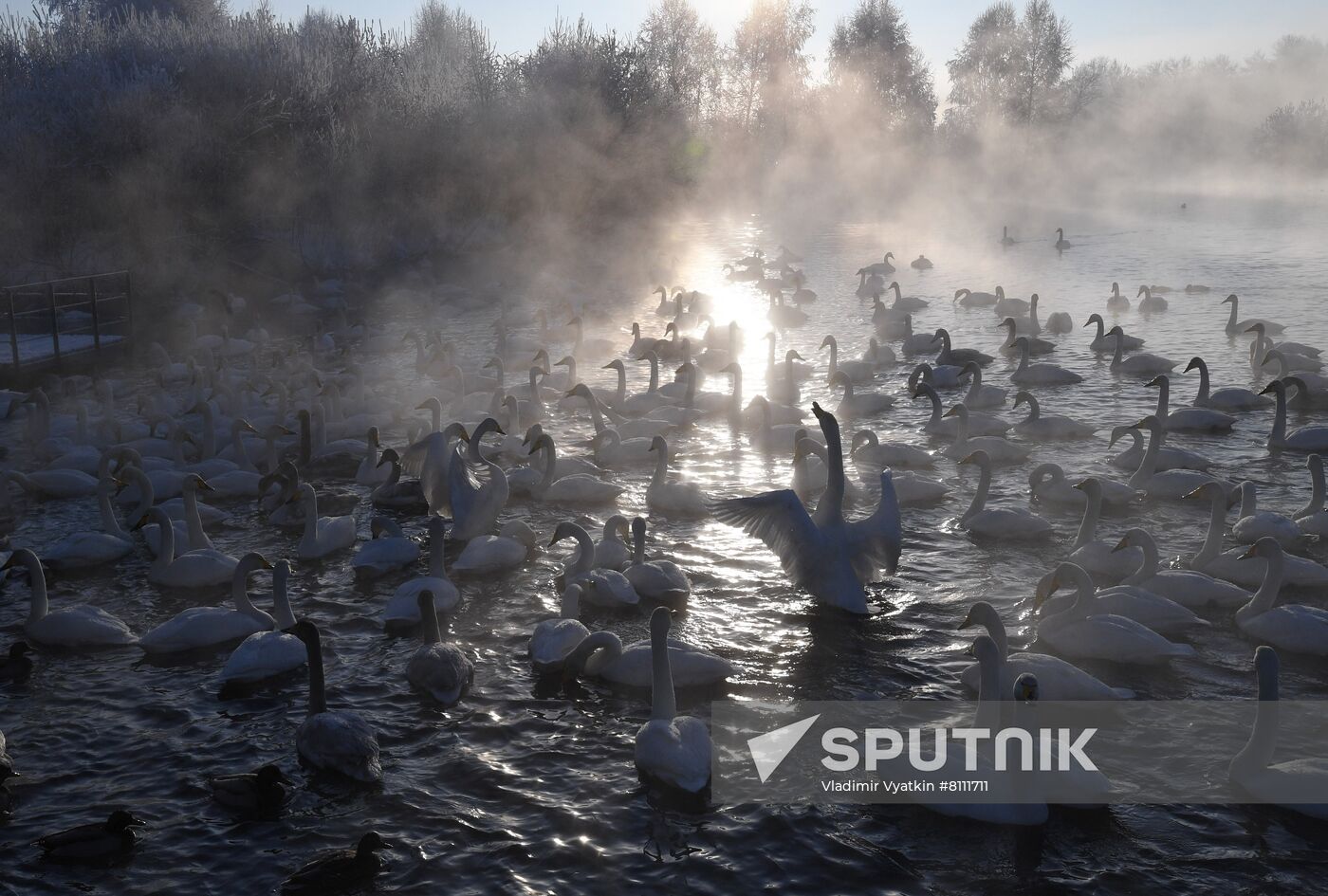 Russia Nature Reserve Swans