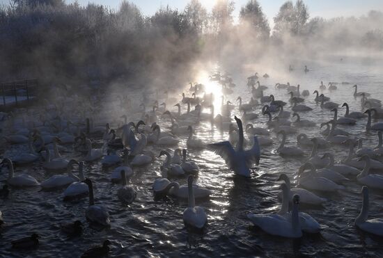 Russia Nature Reserve Swans