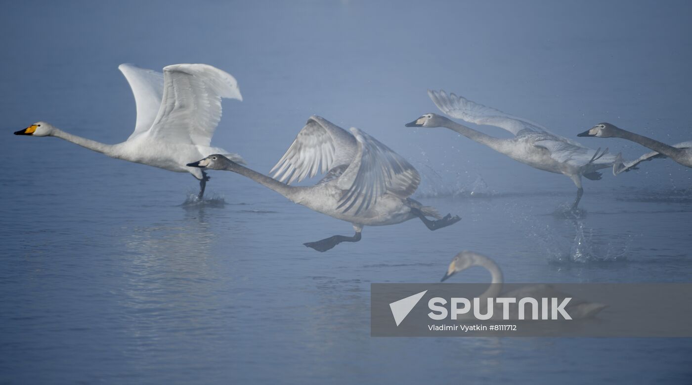 Russia Nature Reserve Swans