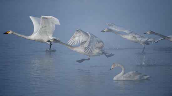 Russia Nature Reserve Swans