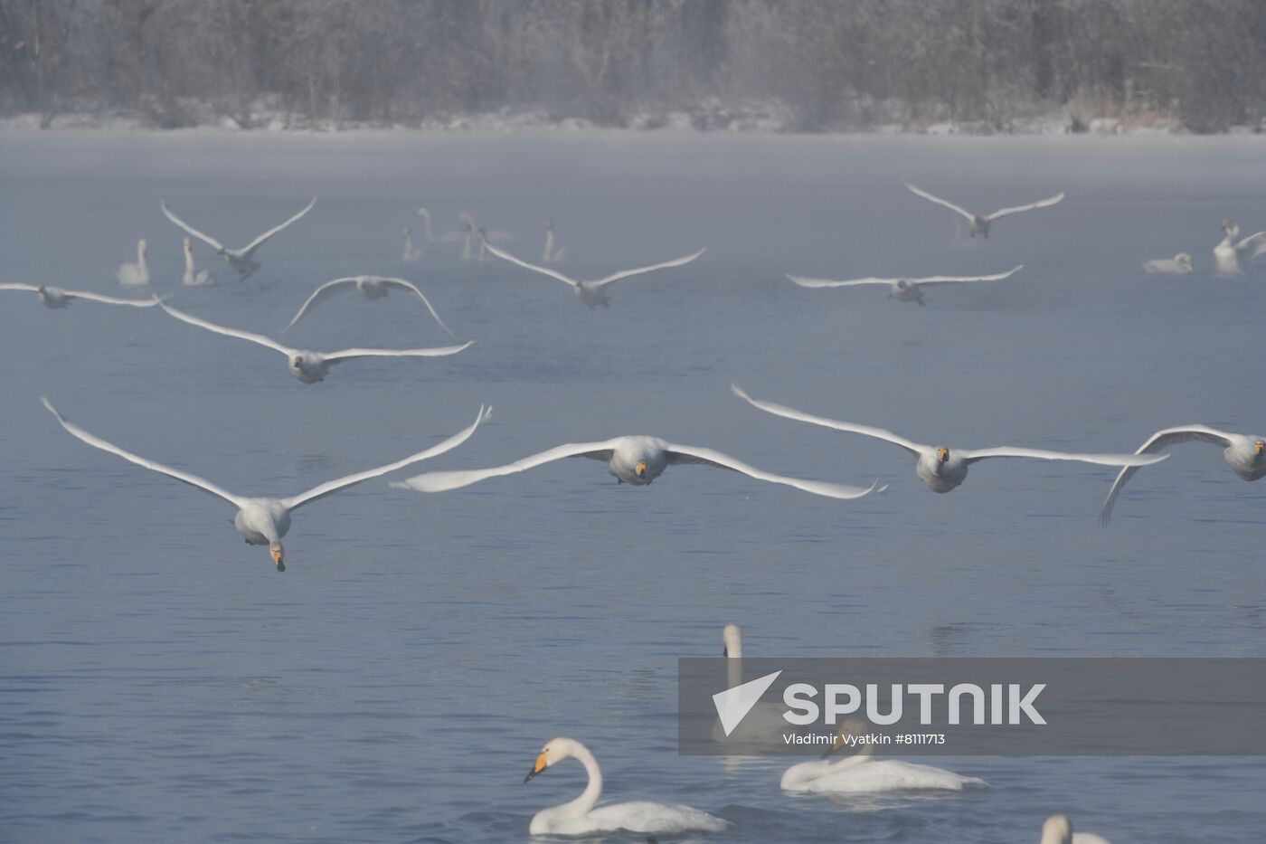 Russia Nature Reserve Swans