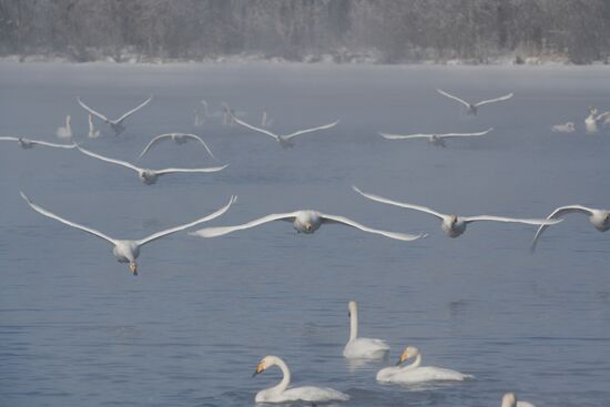 Russia Nature Reserve Swans