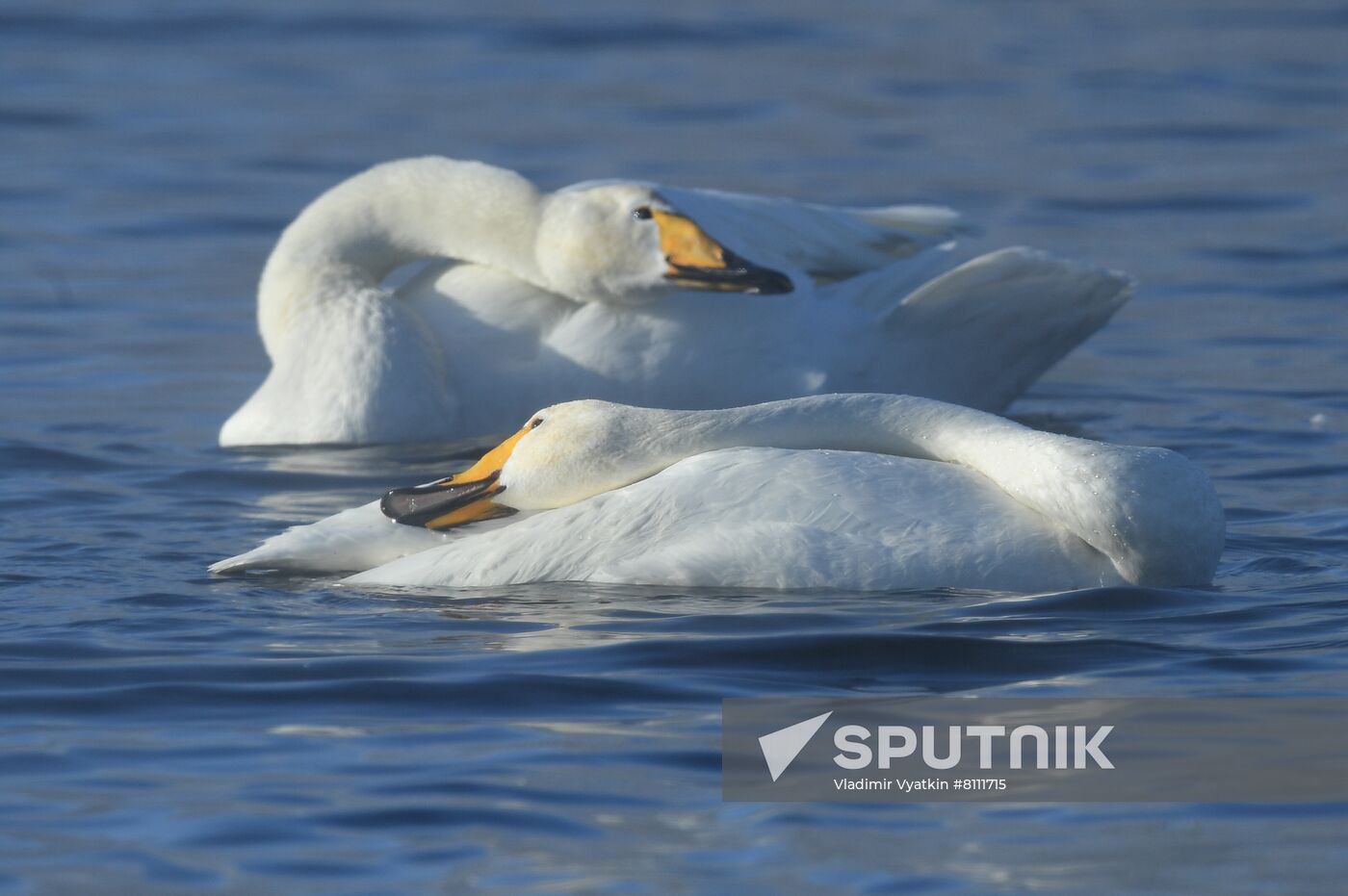 Russia Nature Reserve Swans