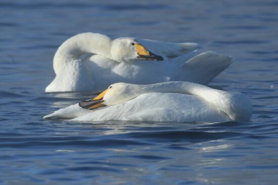 Russia Nature Reserve Swans