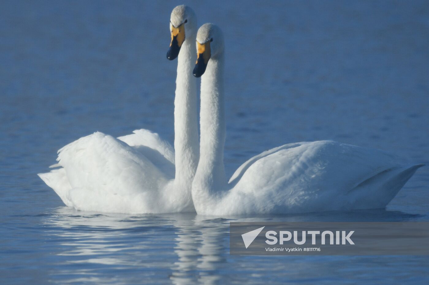 Russia Nature Reserve Swans