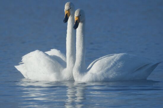 Russia Nature Reserve Swans