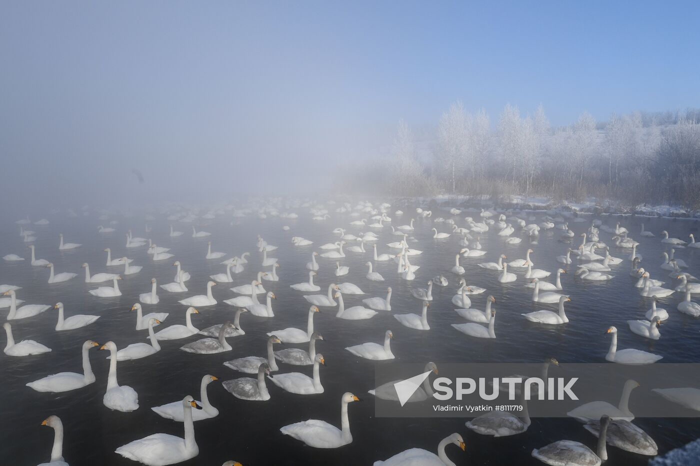 Russia Nature Reserve Swans